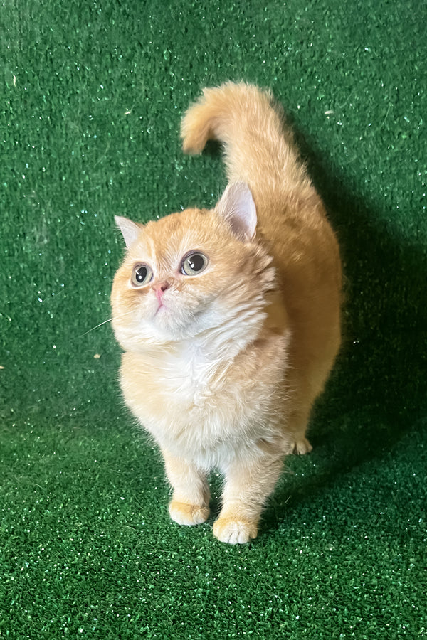 Rada | British Shorthair Kitten