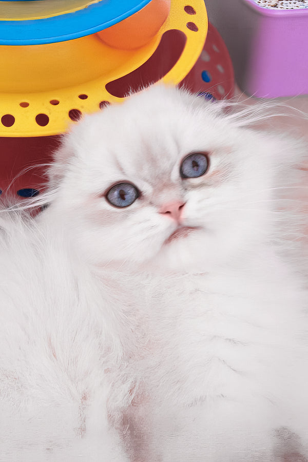 Rafael | Scottish Fold Longhair Kitten