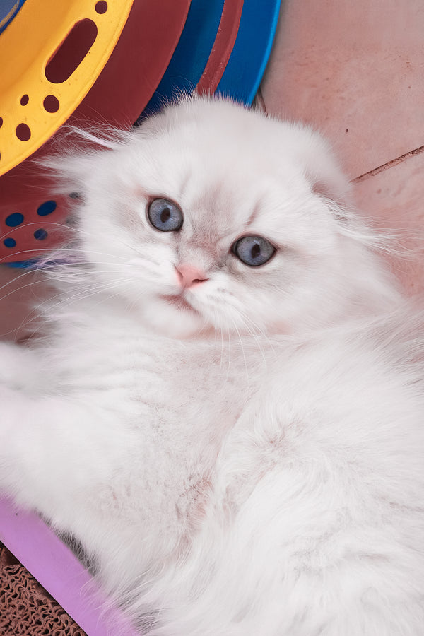 Rafael | Scottish Fold Longhair Kitten