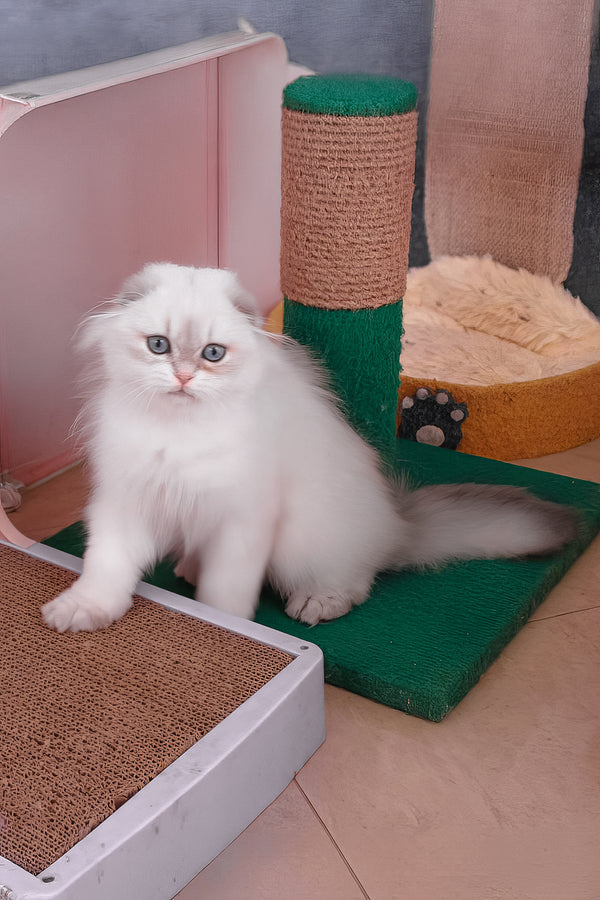 Rafael | Scottish Fold Longhair Kitten