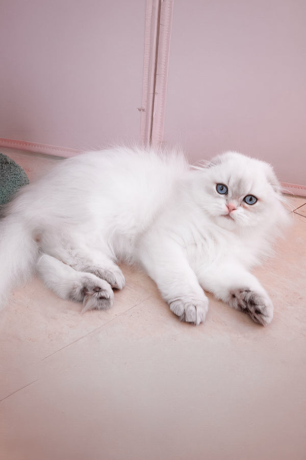 Rafael | Scottish Fold Longhair Kitten