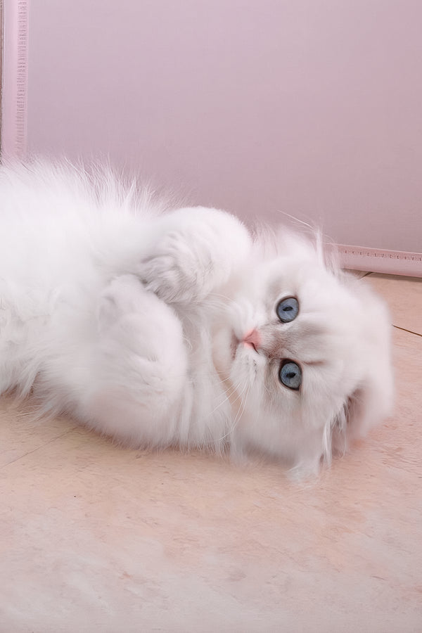 Rafael | Scottish Fold Longhair Kitten