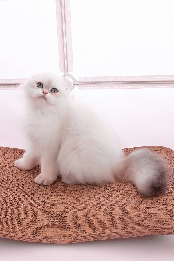Rafael | Scottish Fold Longhair Kitten