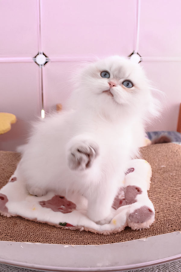 Rafael | Scottish Fold Longhair Kitten