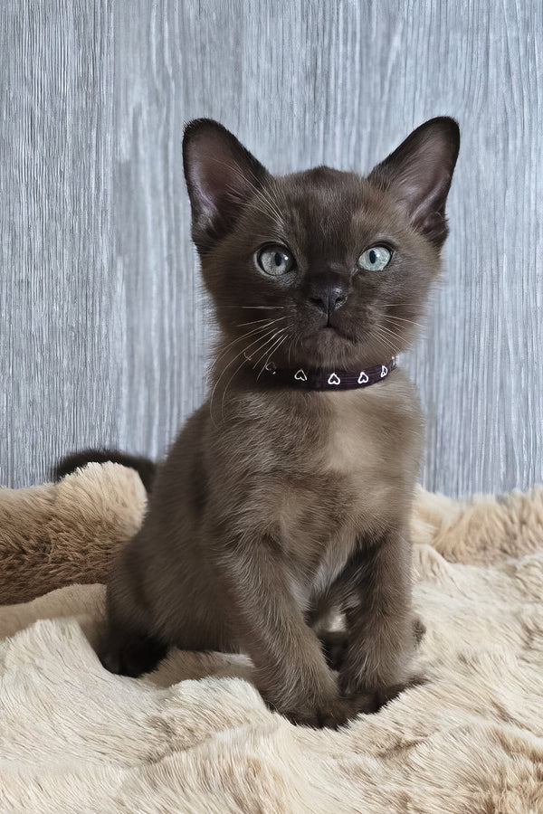 Rafael | Burmese Kitten