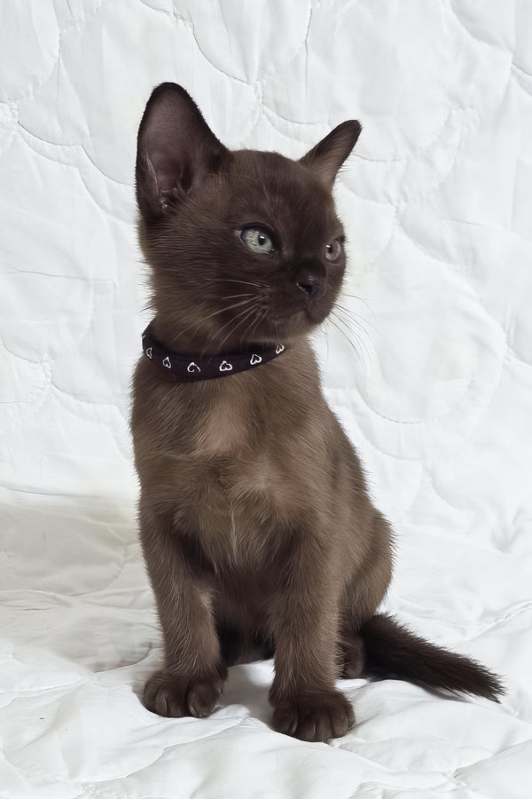 Rafael | Burmese Kitten