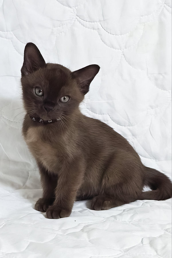 Rafael | Burmese Kitten