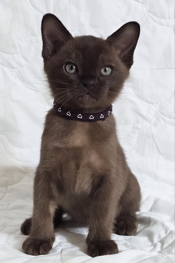 Rafael | Burmese Kitten