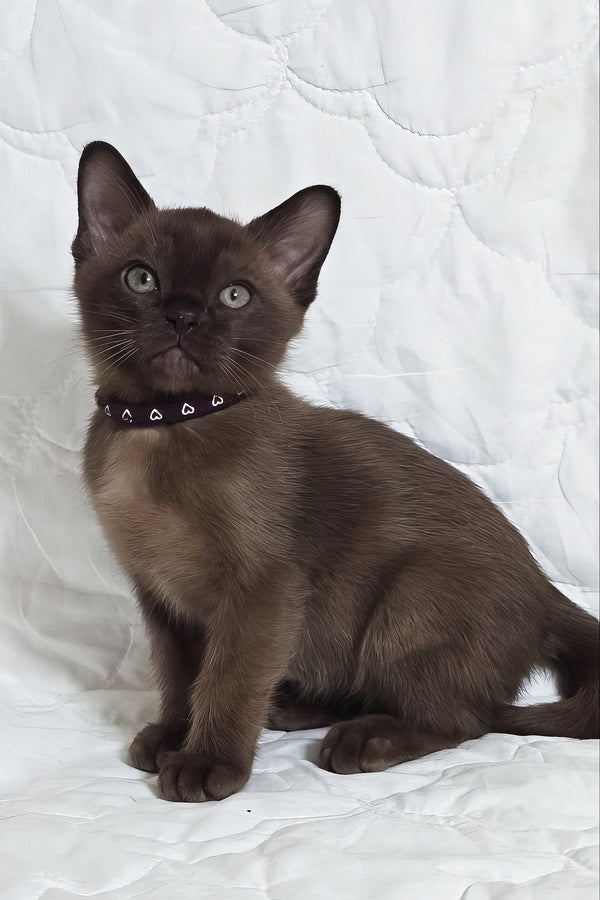 Rafael | Burmese Kitten