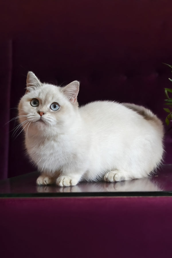 Rafaela | Munchkin Kitten