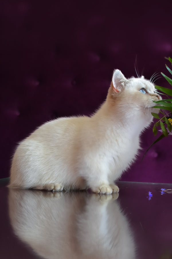 Rafaela | Munchkin Kitten