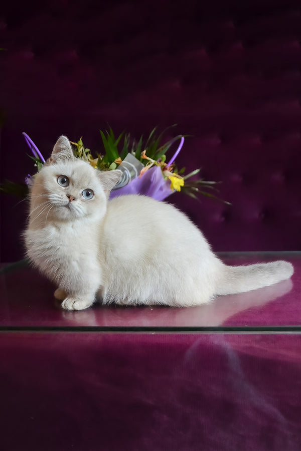 Rafaela | Munchkin Kitten