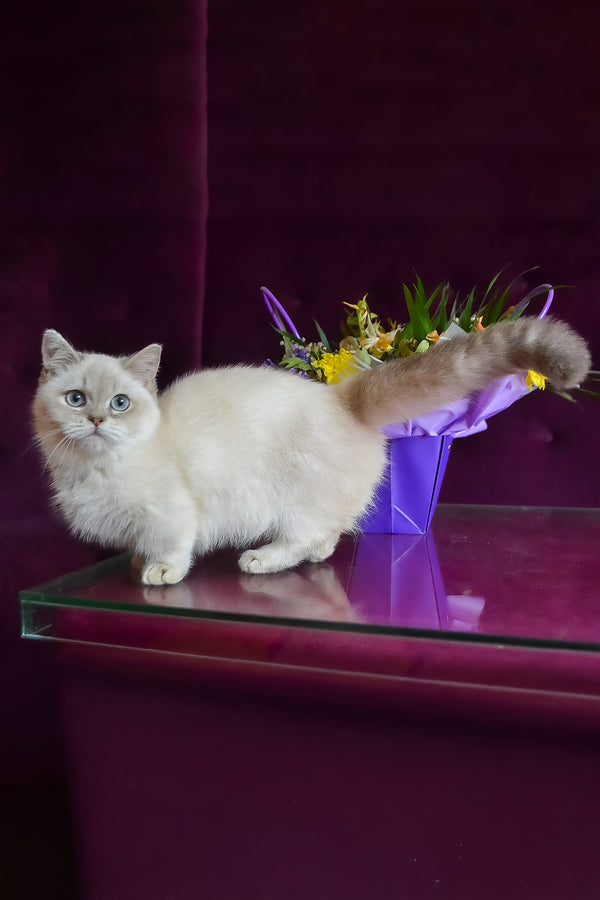 Rafaela | Munchkin Kitten