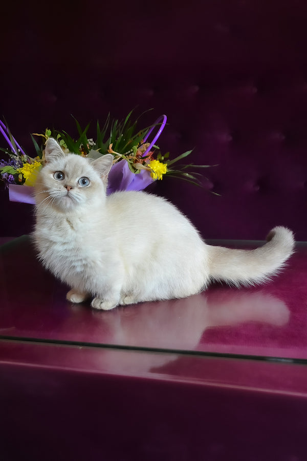 Rafaela | Munchkin Kitten