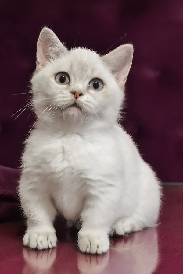 Rafaela | Munchkin Kitten