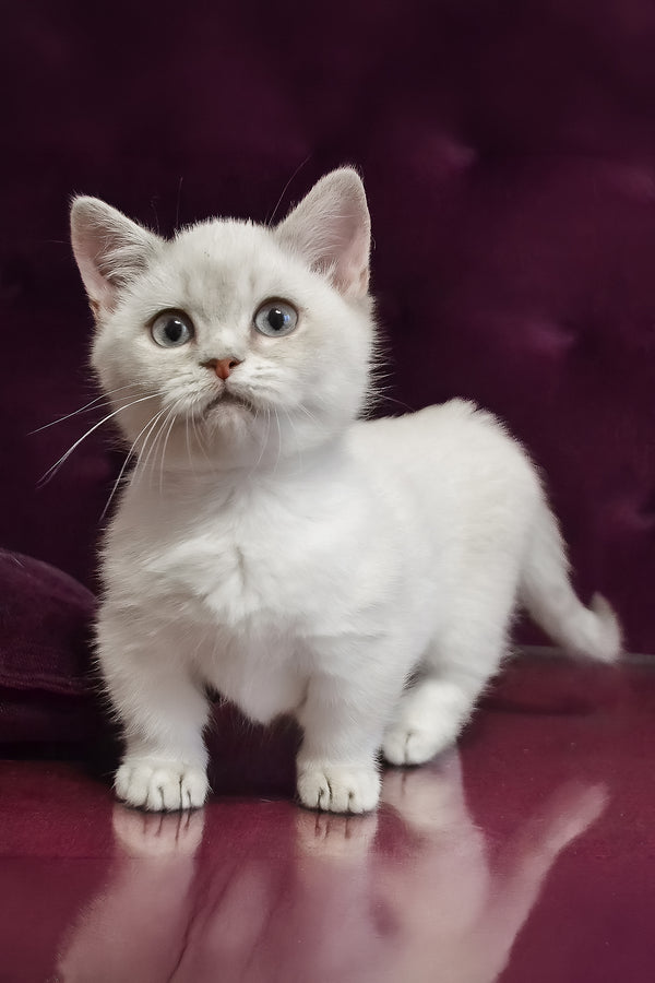 Rafaela | Munchkin Kitten