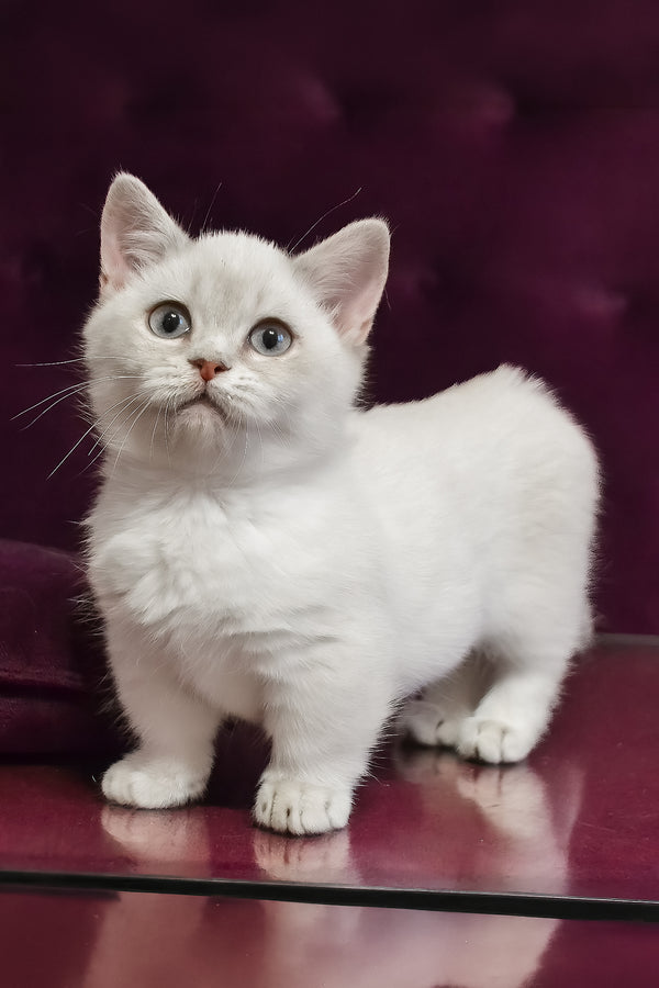 Rafaela | Munchkin Kitten