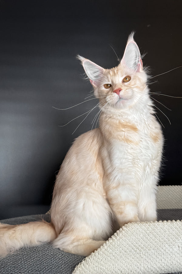 Ragnar | Maine Coon Kitten