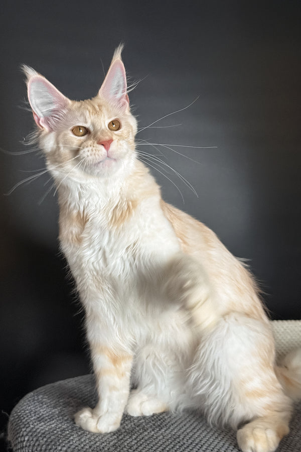 Ragnar | Maine Coon Kitten