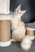 Ragnar | Maine Coon Kitten