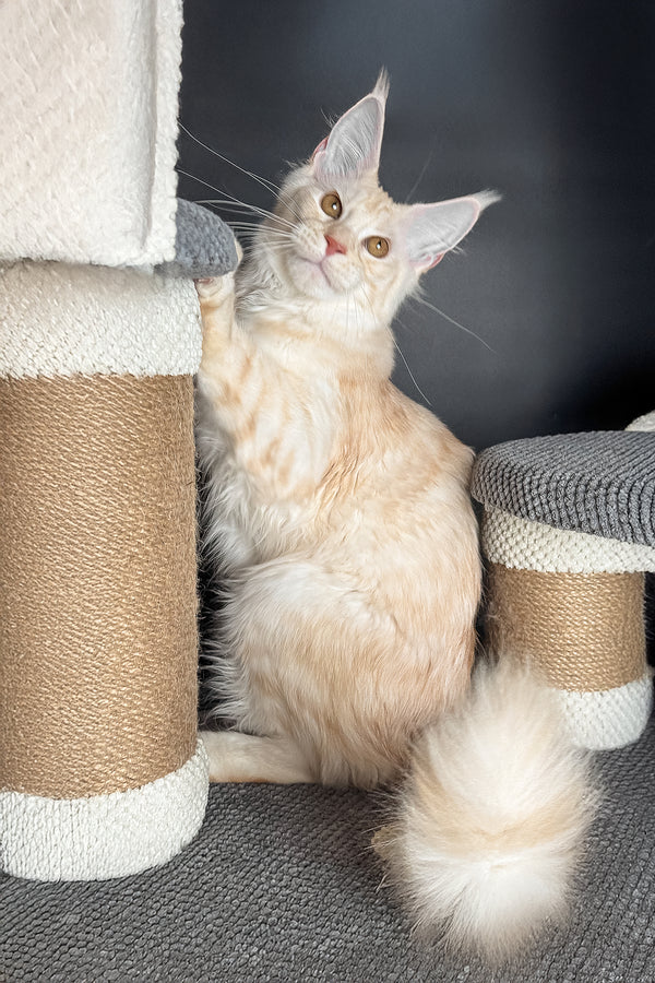 Ragnar | Maine Coon Kitten