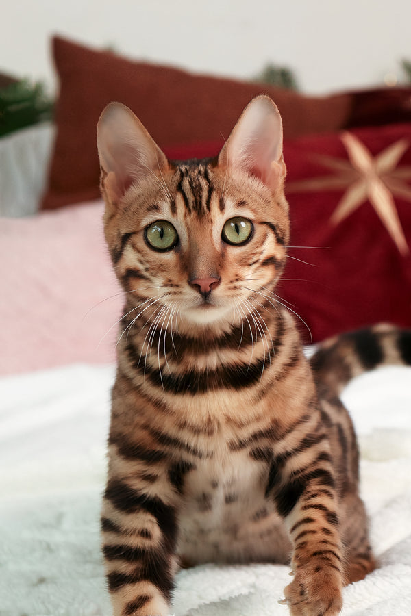 Ralf | Bengal Kitten