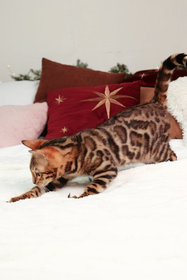 Ralf | Bengal Kitten