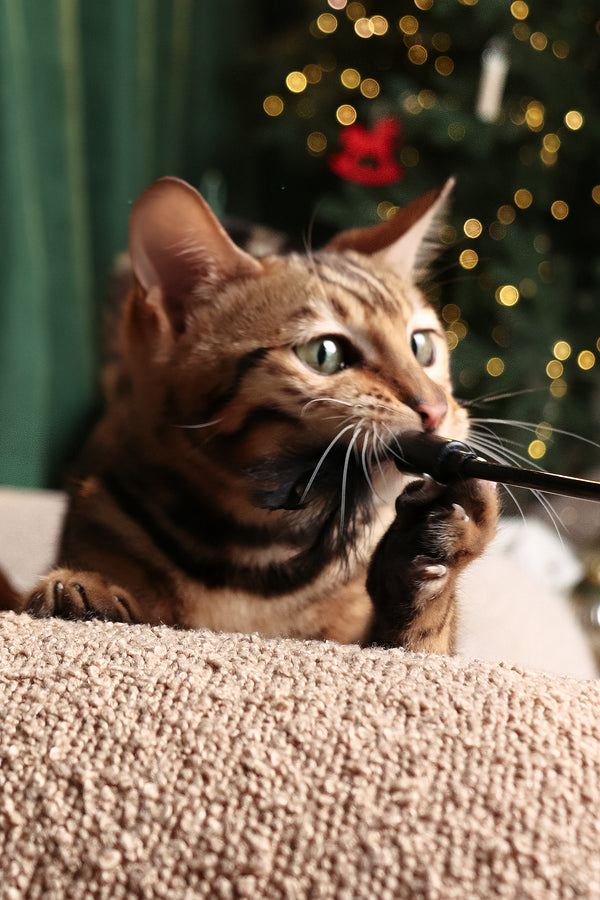 Ralf | Bengal Kitten
