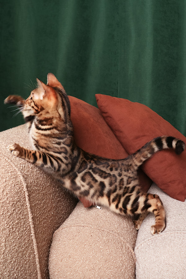 Ralf | Bengal Kitten