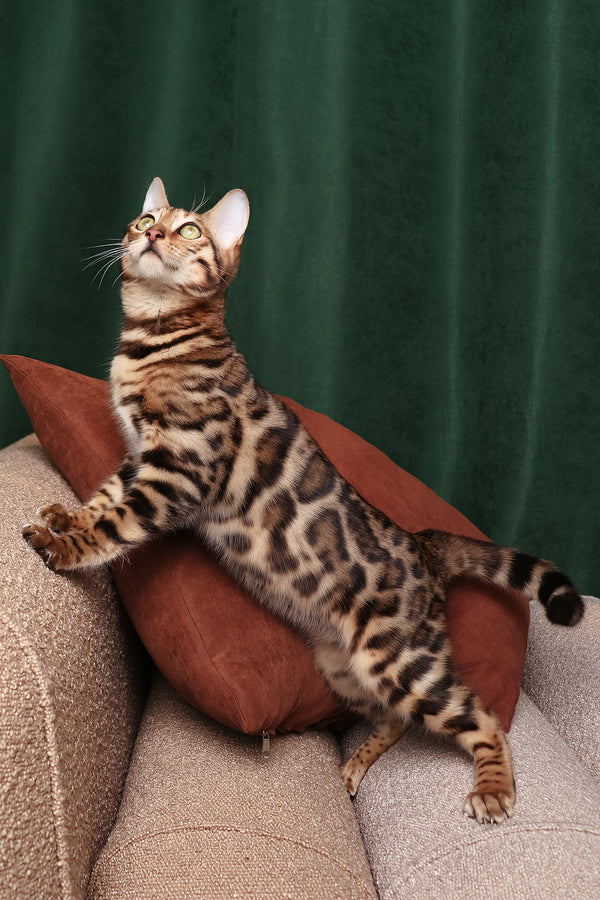 Ralf | Bengal Kitten