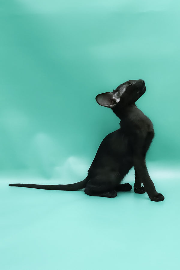 Ramses | Oriental Shorthair Kitten