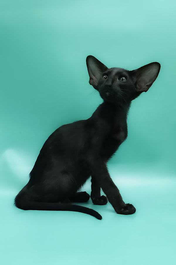 Ramses | Oriental Shorthair Kitten