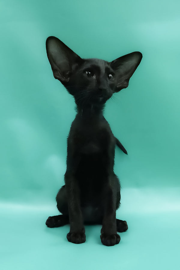 Ramses | Oriental Shorthair Kitten