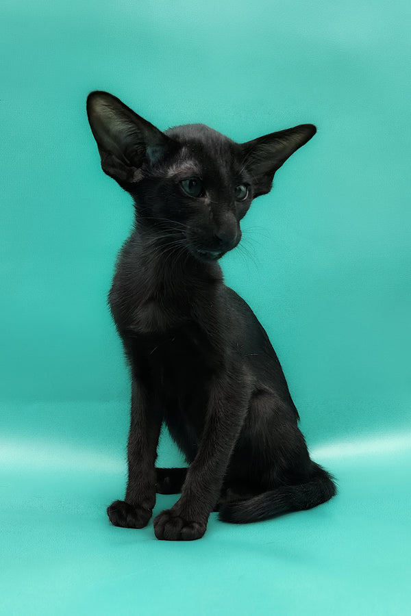 Ramses | Oriental Shorthair Kitten