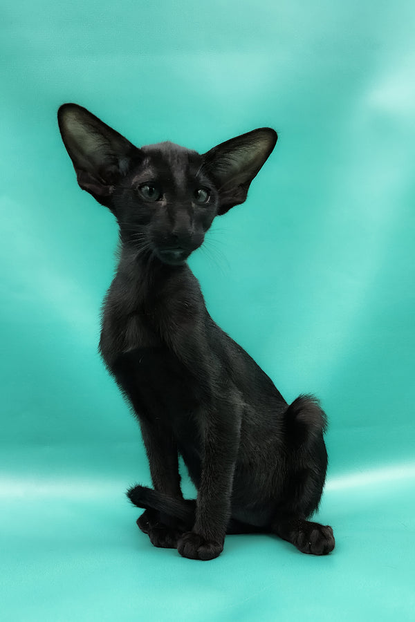 Ramses | Oriental Shorthair Kitten