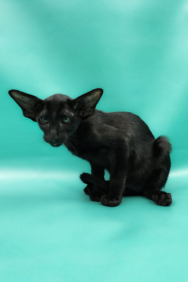 Ramses | Oriental Shorthair Kitten