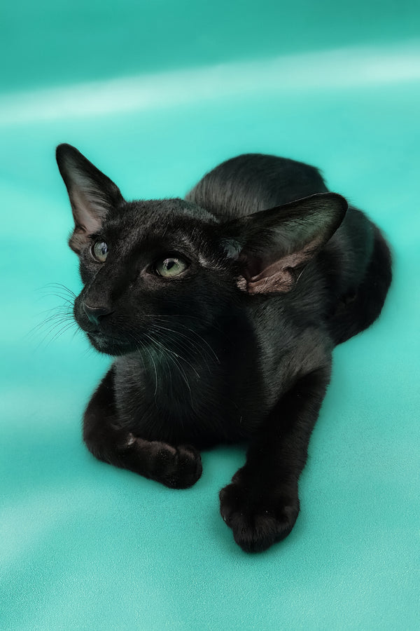 Ramses | Oriental Shorthair Kitten