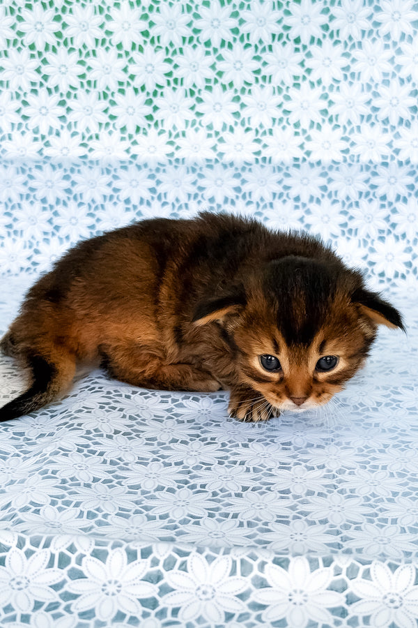 Raphael | Somali Kitten