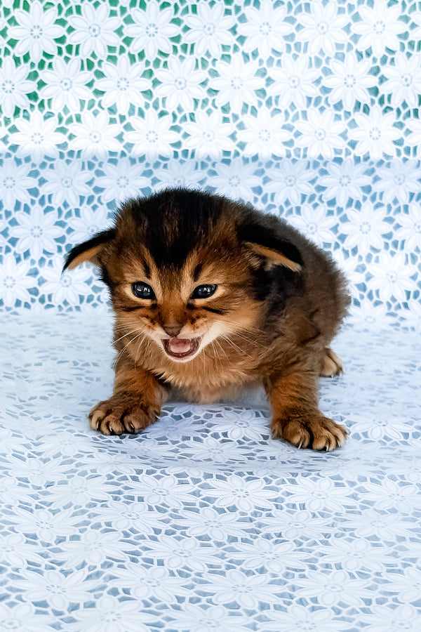 Raphael | Somali Kitten