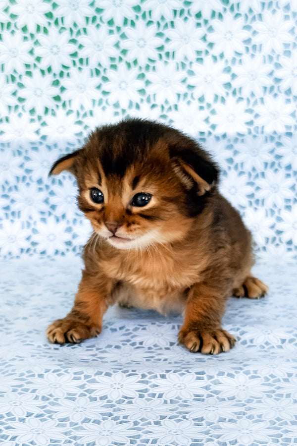 Raphael | Somali Kitten