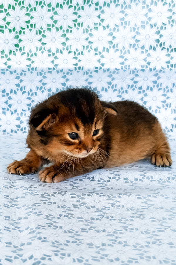 Raphael | Somali Kitten