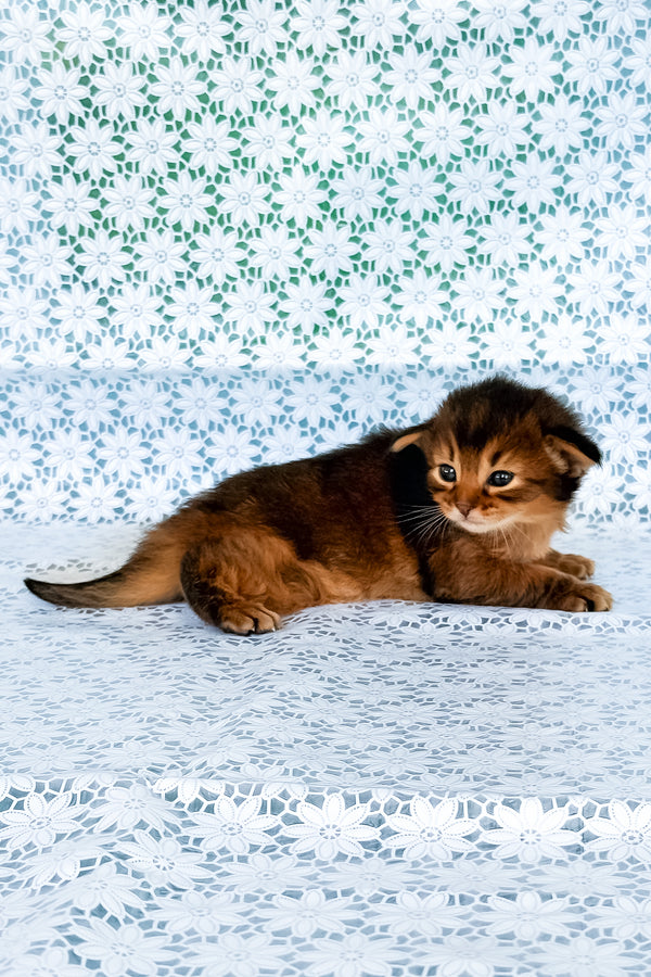 Raphael | Somali Kitten