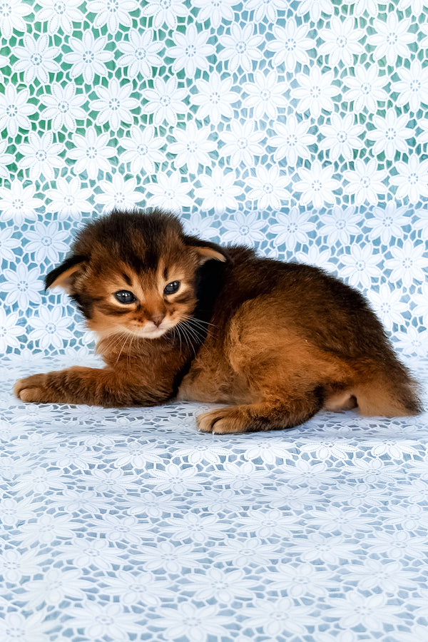 Raphael | Somali Kitten