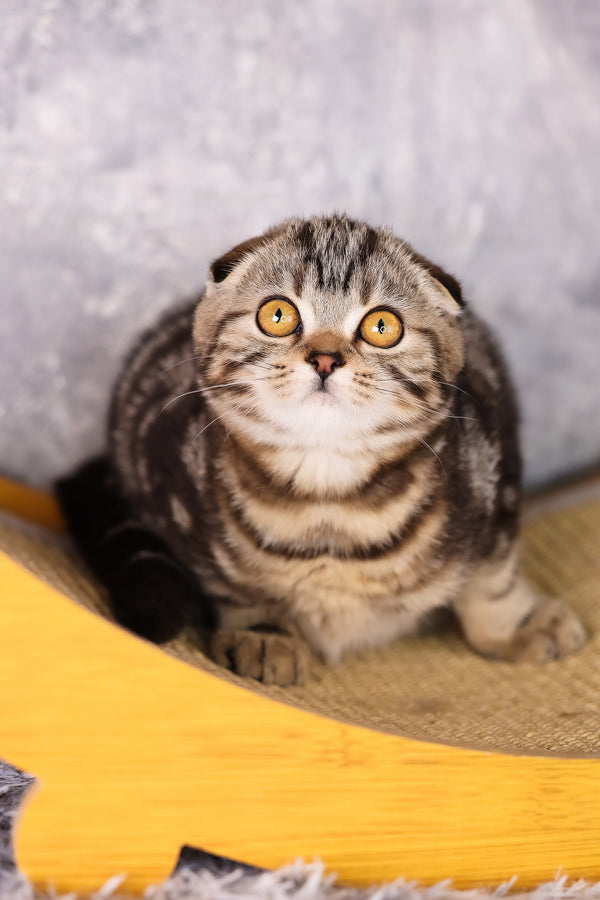 Raveline | Scottish Fold Kitten