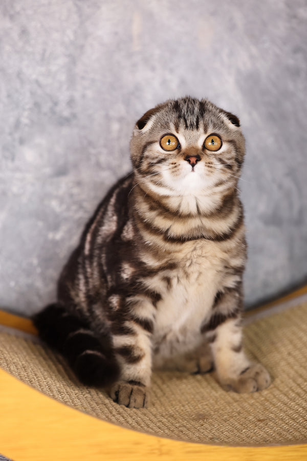 Raveline | Scottish Fold Kitten