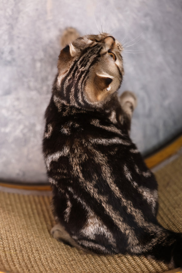 Raveline | Scottish Fold Kitten