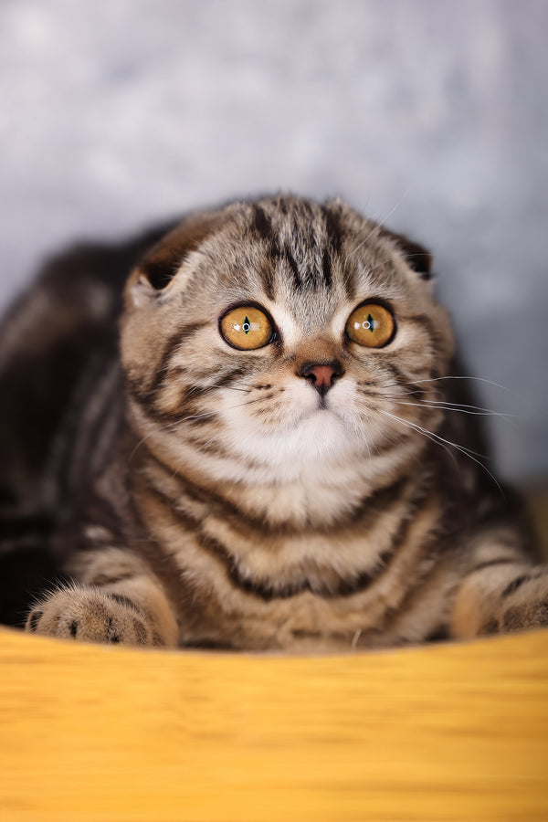 Raveline | Scottish Fold Kitten