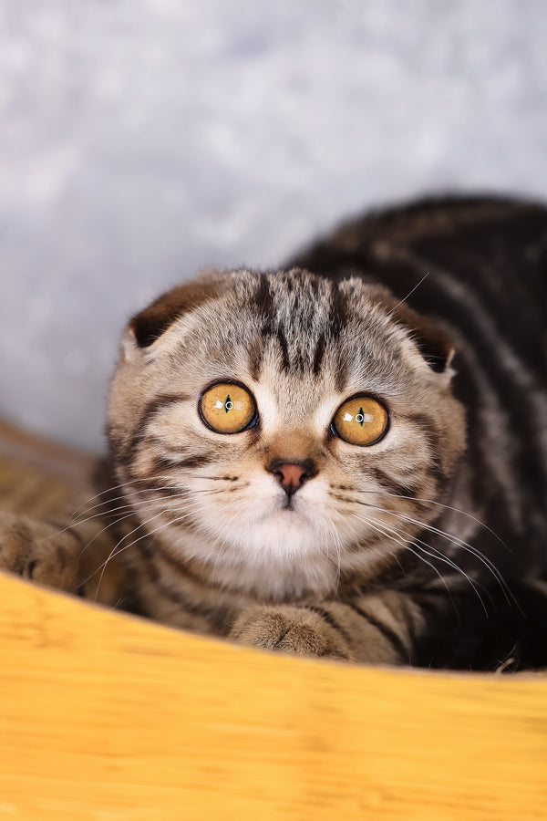 Raveline | Scottish Fold Kitten