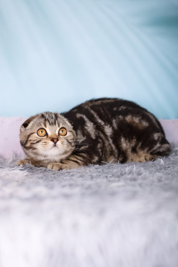 Raveline | Scottish Fold Kitten