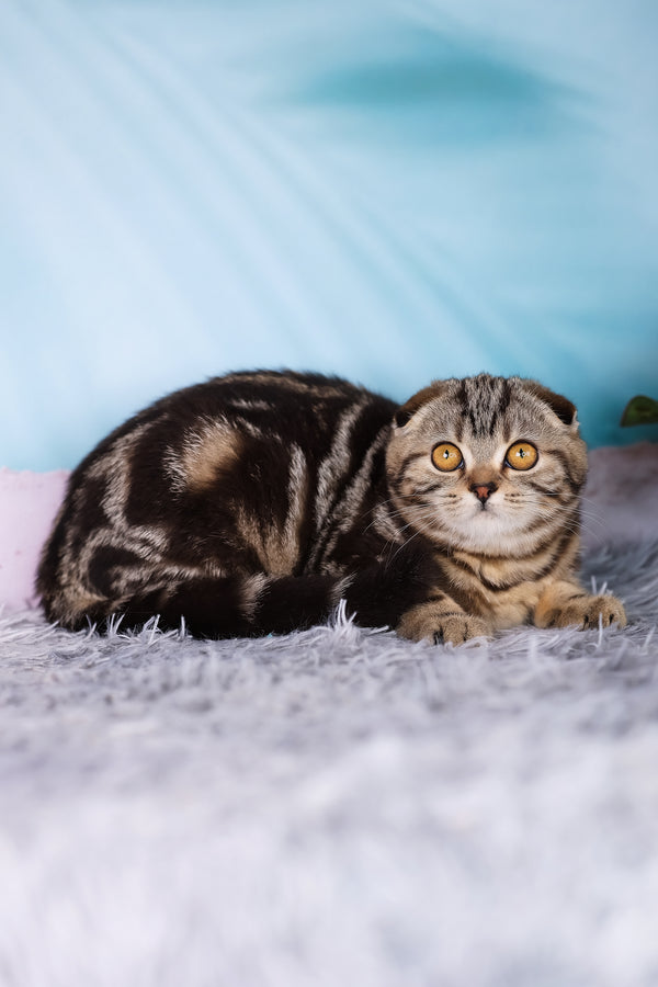 Raveline | Scottish Fold Kitten